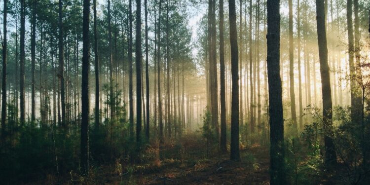 EU:n ennallistamisasetus