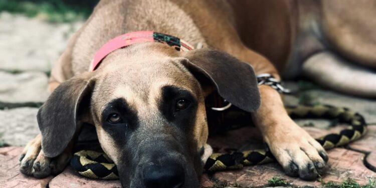 Koirat yllättivät tunkeutujan pihalta