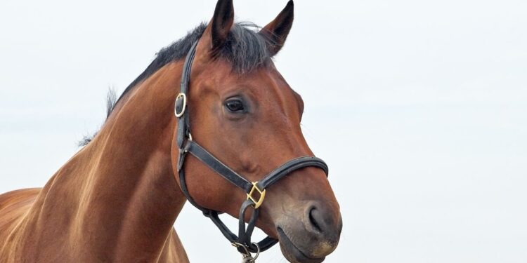 Hevonen pelastettiin katolta Yhdysvalloissa