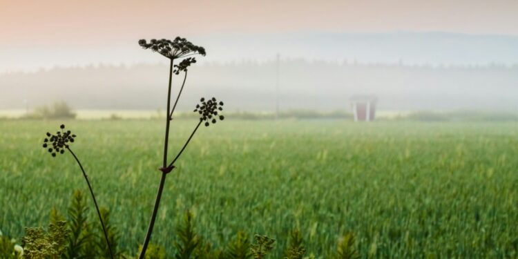 Kyösti Kakkonen haastattelussa